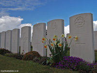 Flowers in March at Brown's Road Cemetery