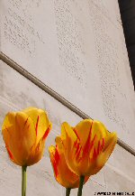 Flowers in front of the names of the missing at Loos