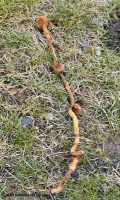 Barbed wire silent picket near Neuve Chapelle Farm Cemetery