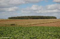 High Wood on the horizon, seen from near Caterpillar Cemetery