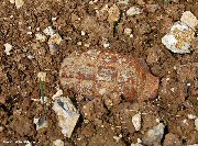 Grenade near Thistle Dump Cemetery