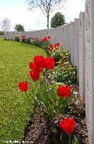 Graves at Railway Dugouts Burial Ground (Transport Farm)