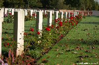 Roses at Hebuterne Military Cemetery