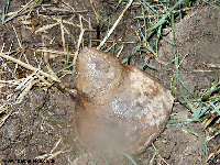 Nosecone of a shell seen near Gommecourt