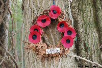 Wreath commemorating VC winner in Rossignol Wood